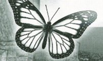 화분