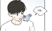 성북구 비둘기 이헌서