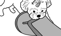 펫로스클럽